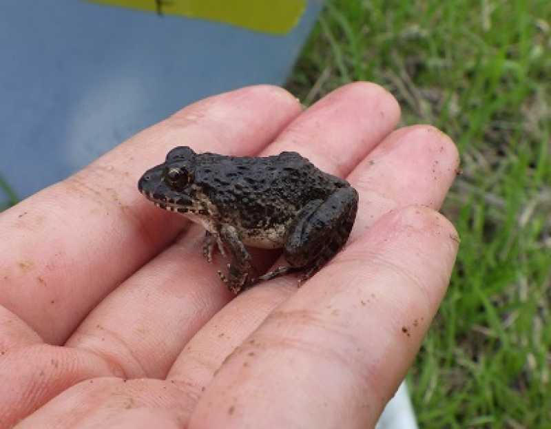 水田の生き物調査を実施中!｜いなみ野ため池ミュージアム