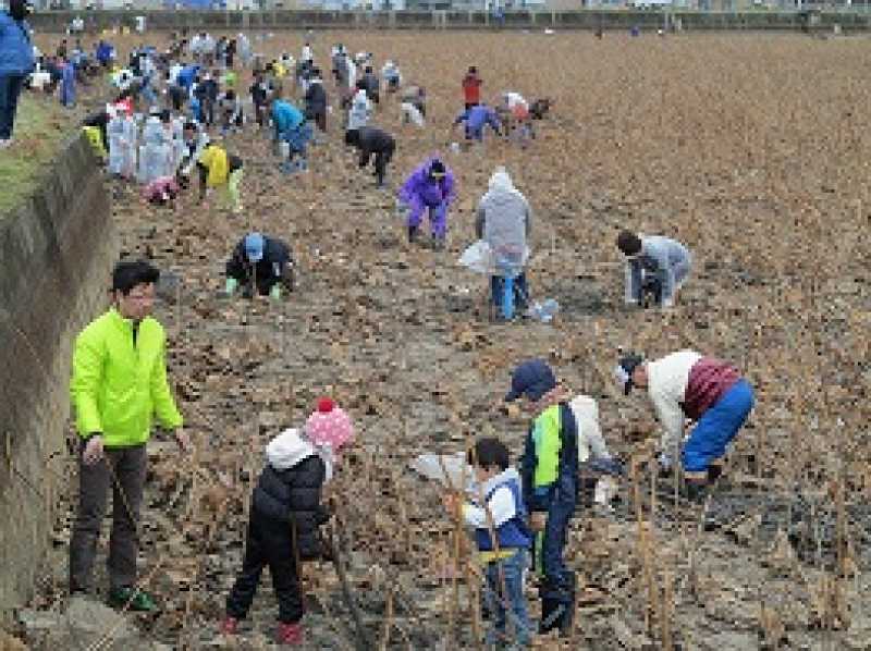 レンコン掘り大会～地域の宝探し～