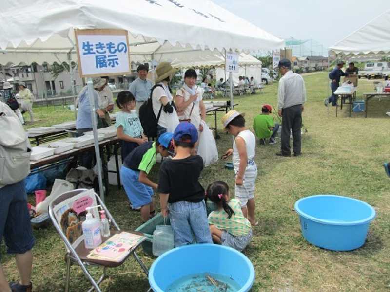 天満大池　アサザ祭り