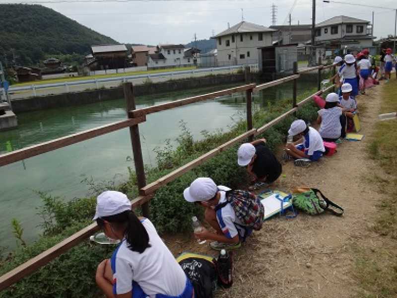 北浜小学校　総合学習～のじぎく＆稲の観察～