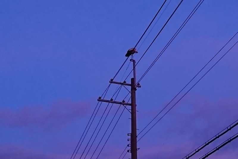 東播磨地域にコウノトリが飛来しました