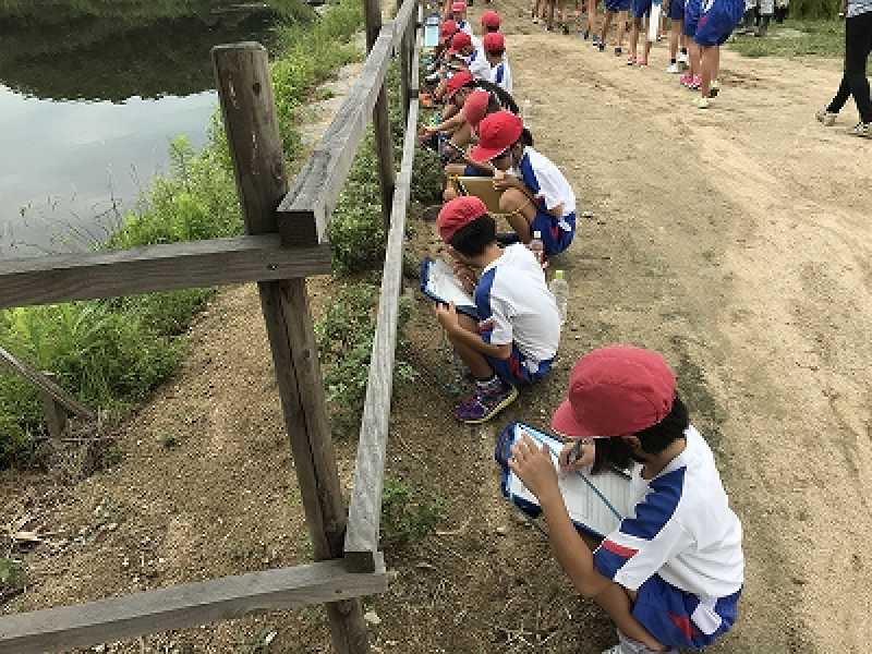 北浜小学校　環境学習～のじぎく＆稲観察～