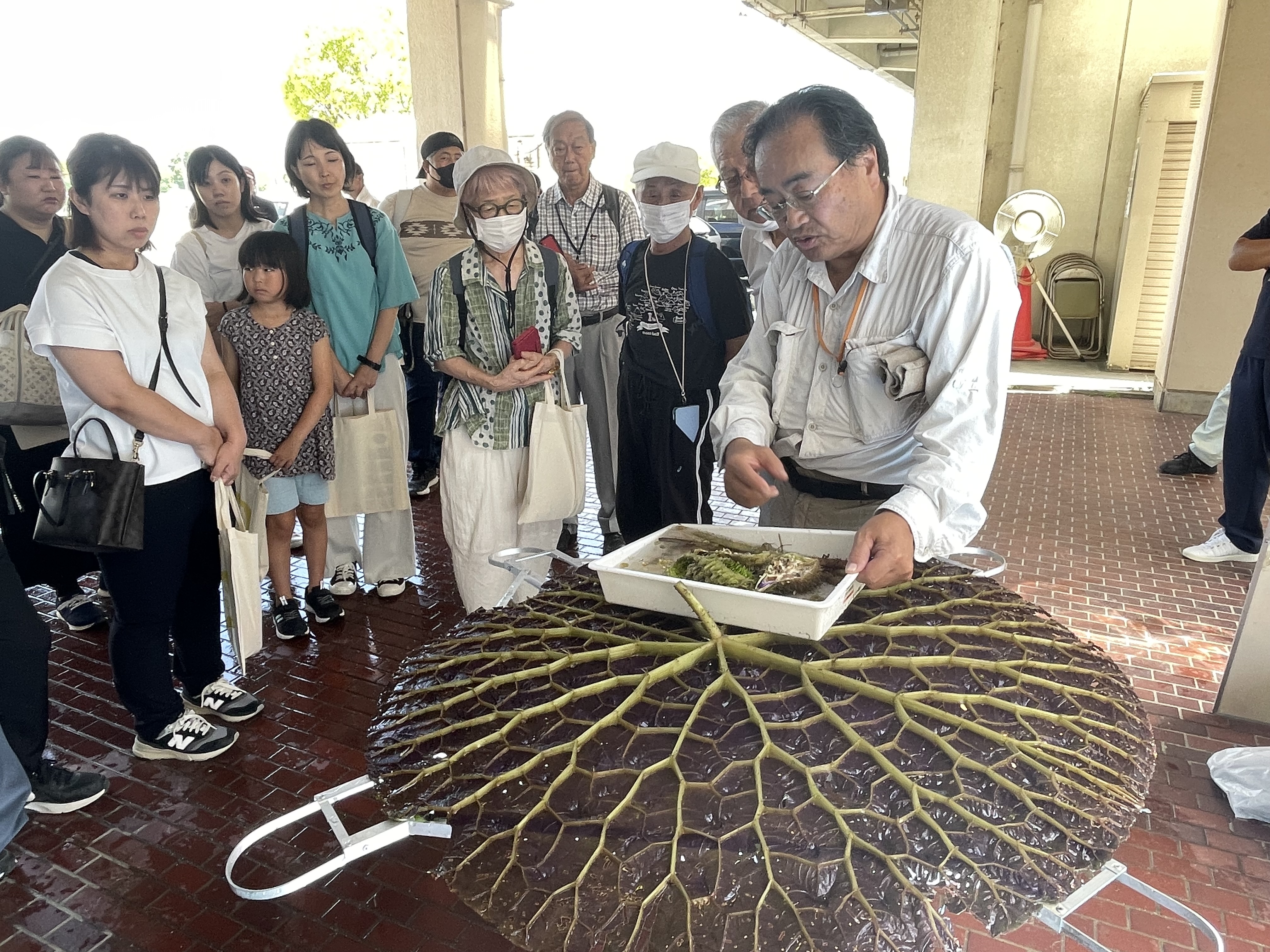 第２７回オニバス観察会【いなみ野ため池ミュージアムSDGsリレーイベント 第２弾】